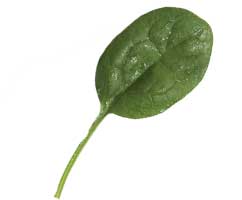 Spinach