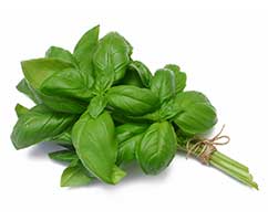 Basil