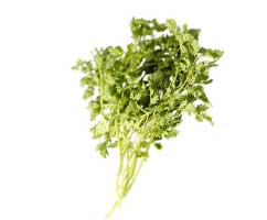 Chervil