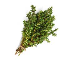 Thyme<